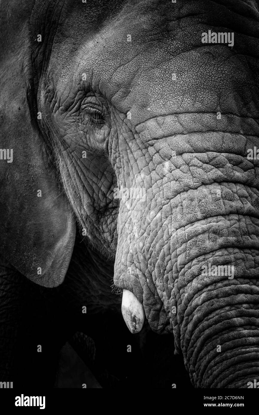 Monochrome, vue de la tête gros plan d'un magnifique éléphant d'Afrique (Loxodonta africana) isolé à l'extérieur dans un parc animalier britannique. Banque D'Images