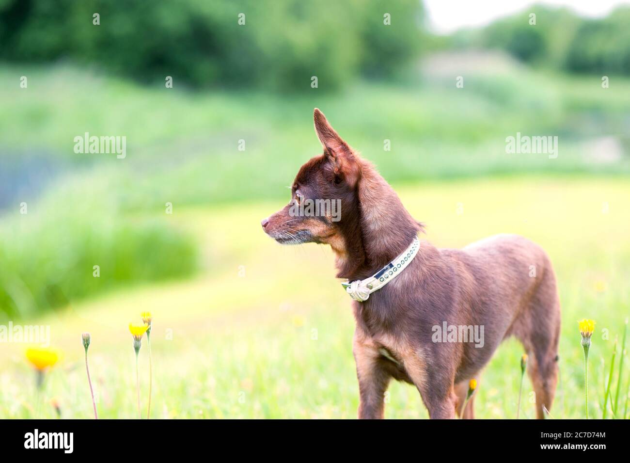 Petit terrier brun de jouet debout dans le parc vert d'été. Image horizontale multicolore à l'extérieur. Banque D'Images