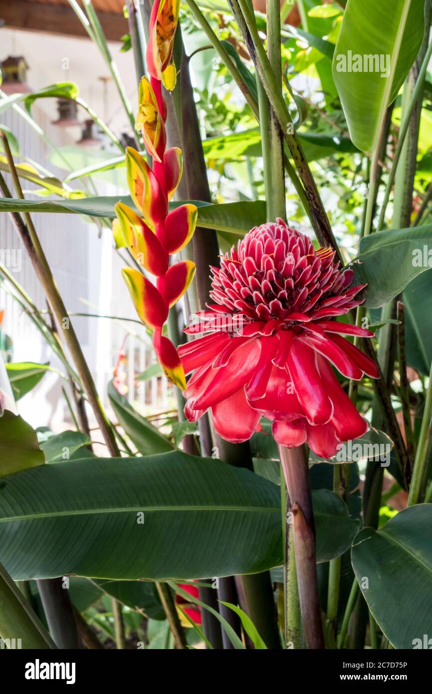 Etlingera elatior, également connu sous le nom de Torch Ginger, outre une inflorescence Heliconia rostrata Banque D'Images
