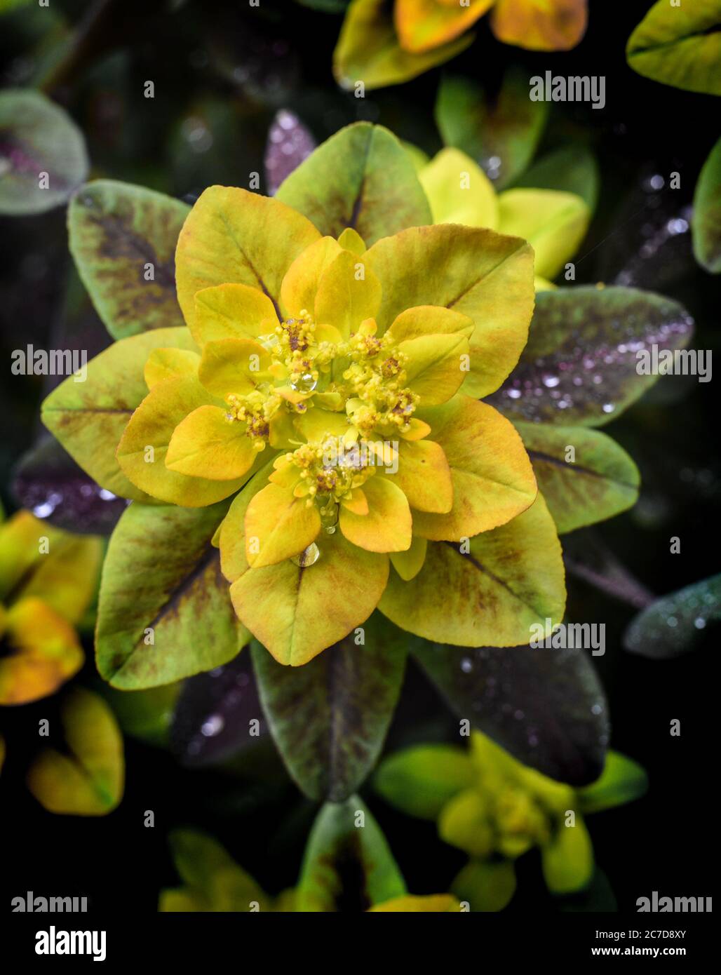 Plante vivace Banque D'Images