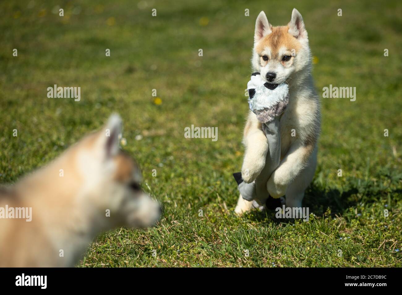 Couleur blanche et orange chien Husky sibérien jouant sur l'herbe. Banque D'Images