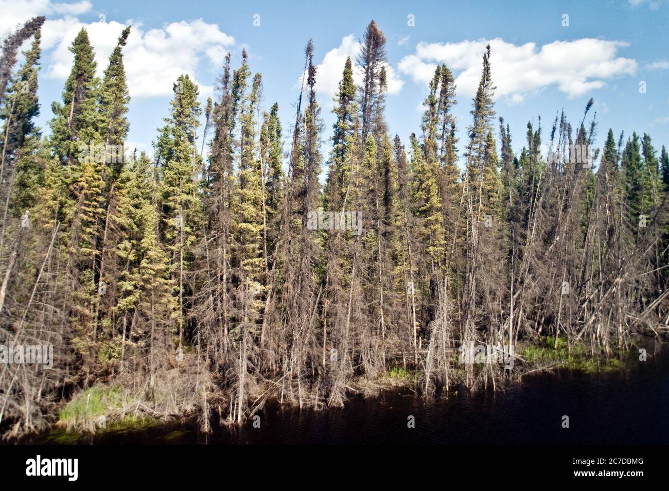 Terres humides, tourbières et forêts de conifères dans la forêt boréale éloignée, près de The pas, dans le nord du Manitoba, au Canada. Banque D'Images