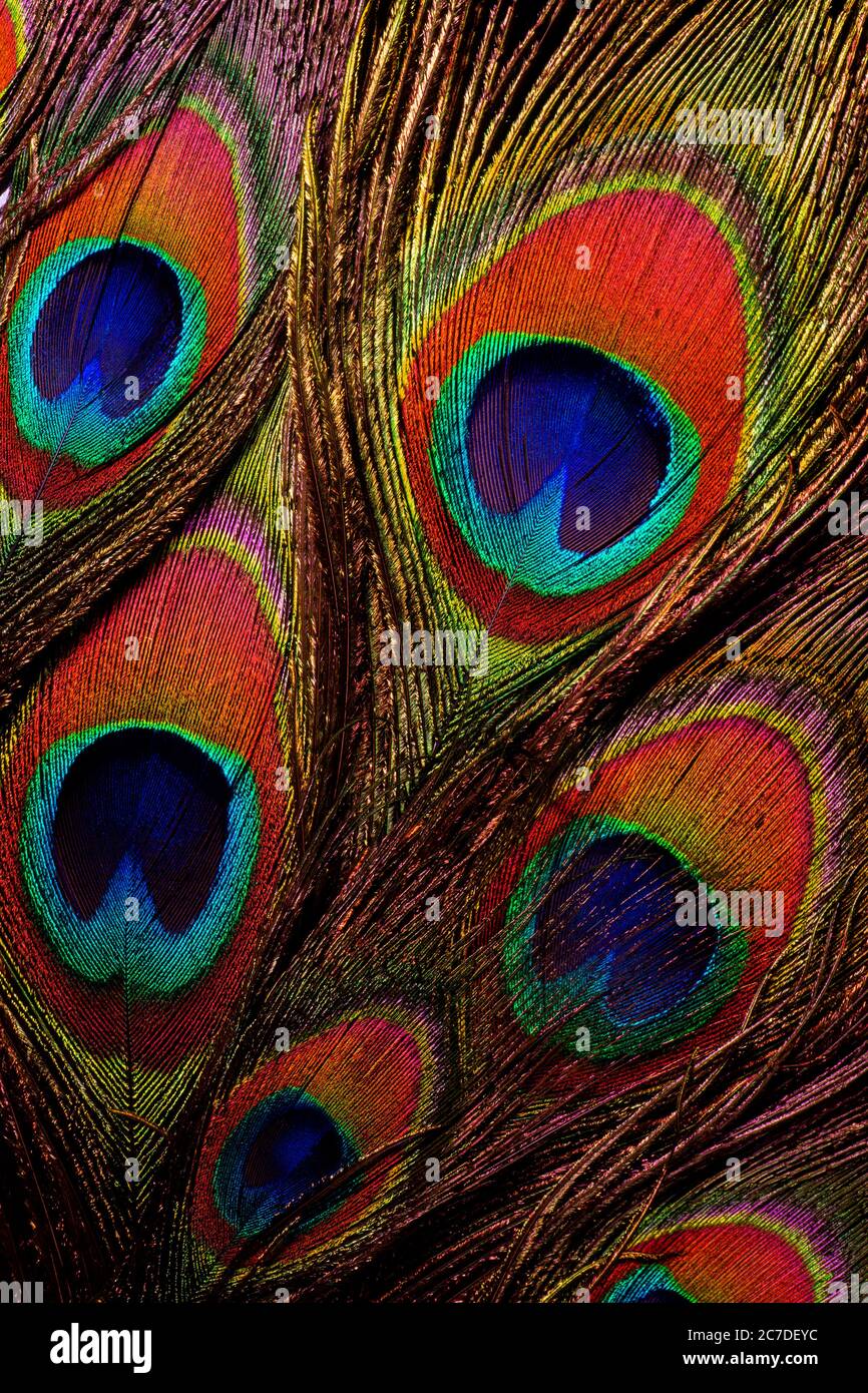 Gros plan de plumes de paon colorées et irisées. Banque D'Images