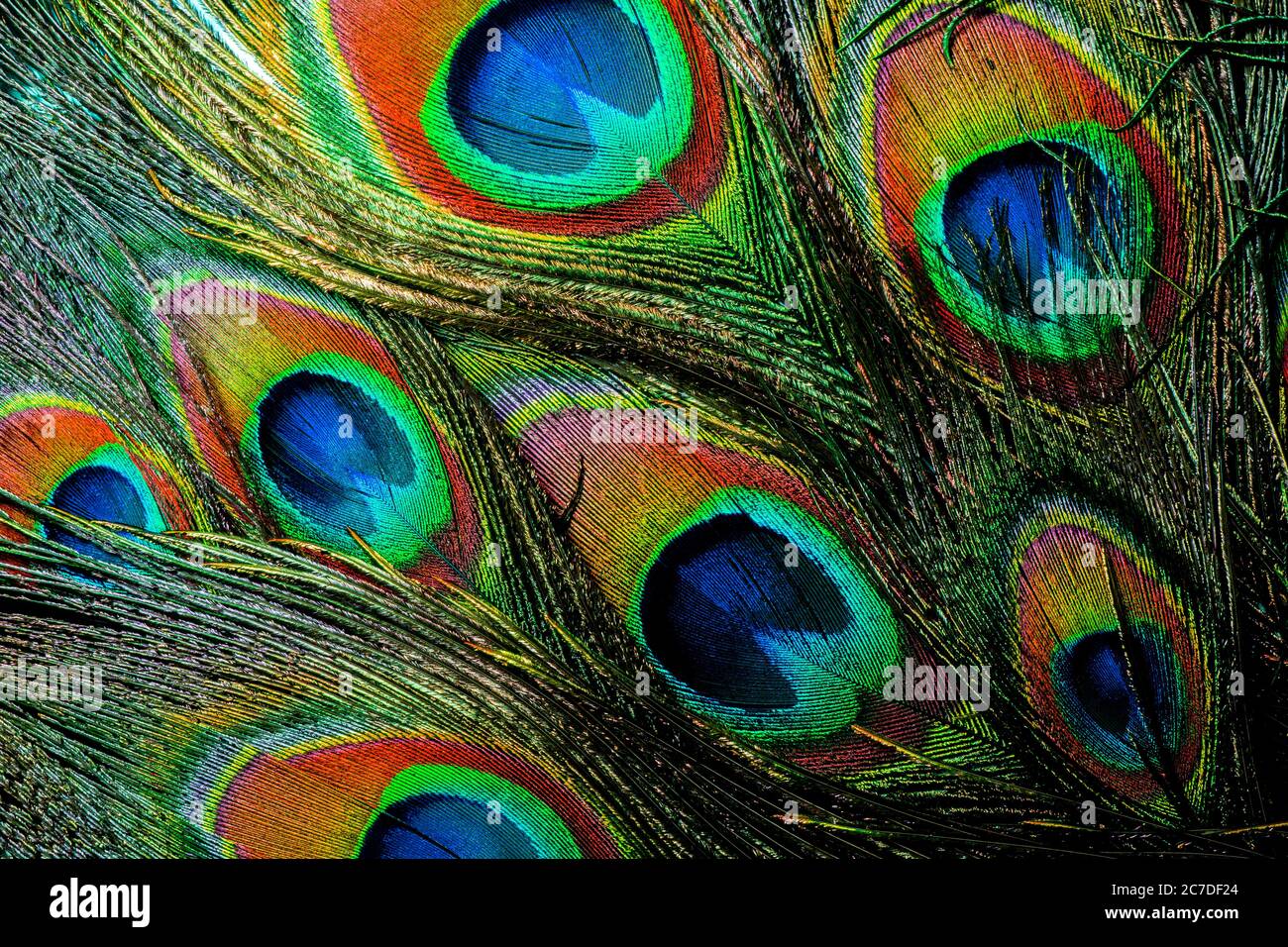 Gros plan de plumes de paon colorées et irisées. Banque D'Images