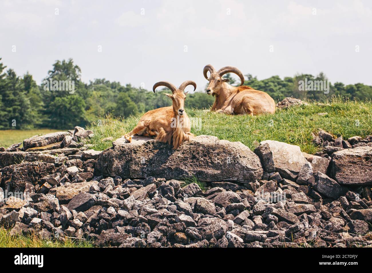 Chèvre africaine au repos Banque de photographies et d’images à haute ...