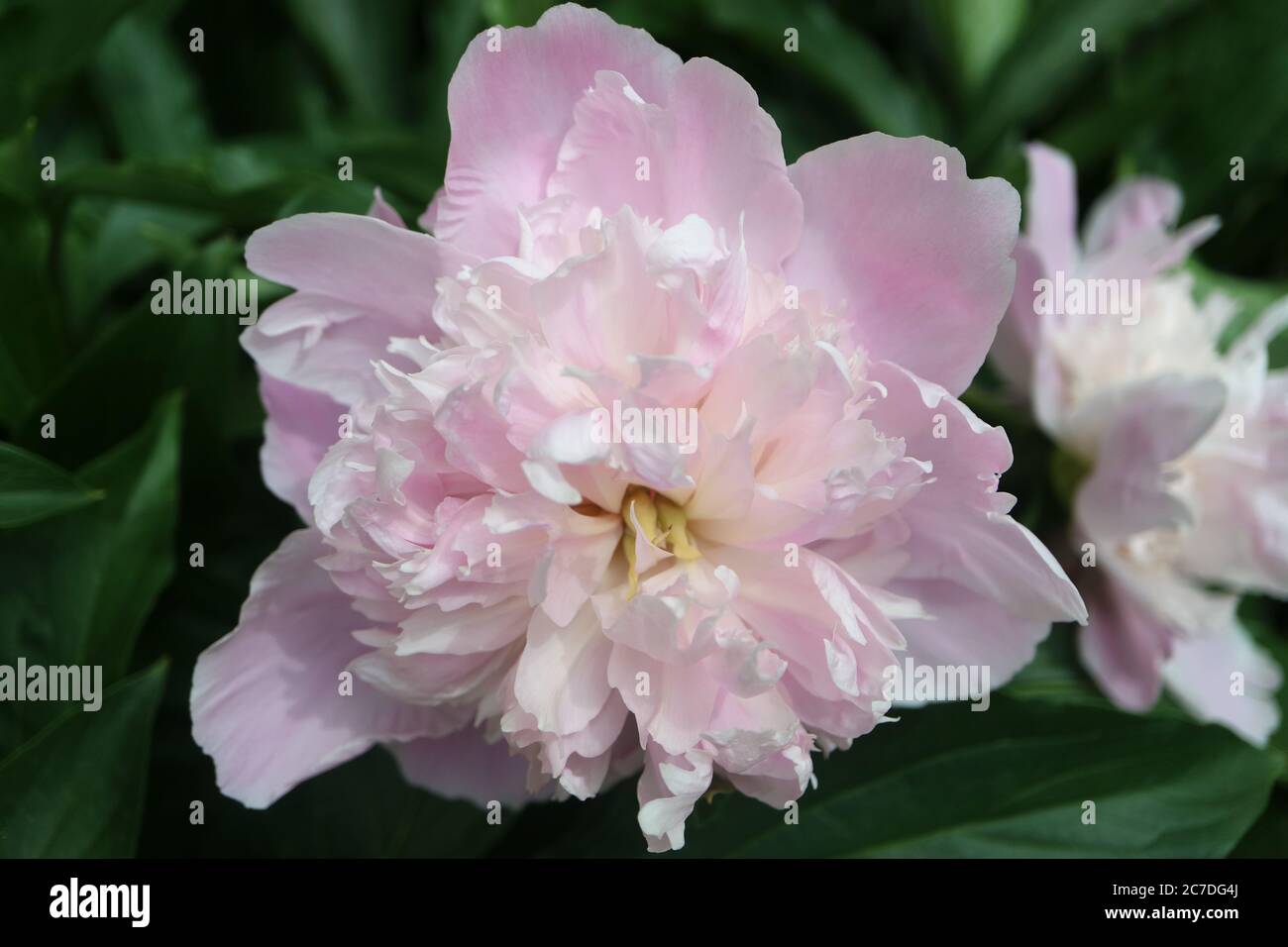 Pivoine rose clair avec des pétales délicats et des feuilles vertes dans le jardin, pivoine rose clair avec des pétales délicats macro, fleur fleur, photo florale, macro Banque D'Images