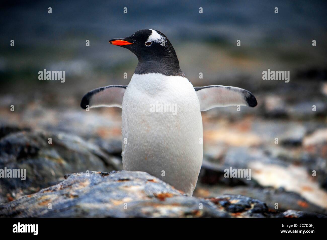 Pingouins à la station Vernadsky sur l'île de Galindez, Antarctique. Le RCGS Resolute One Ocean Navigator, une expédition cinq étoiles de cru renforcée par la glace polaire Banque D'Images