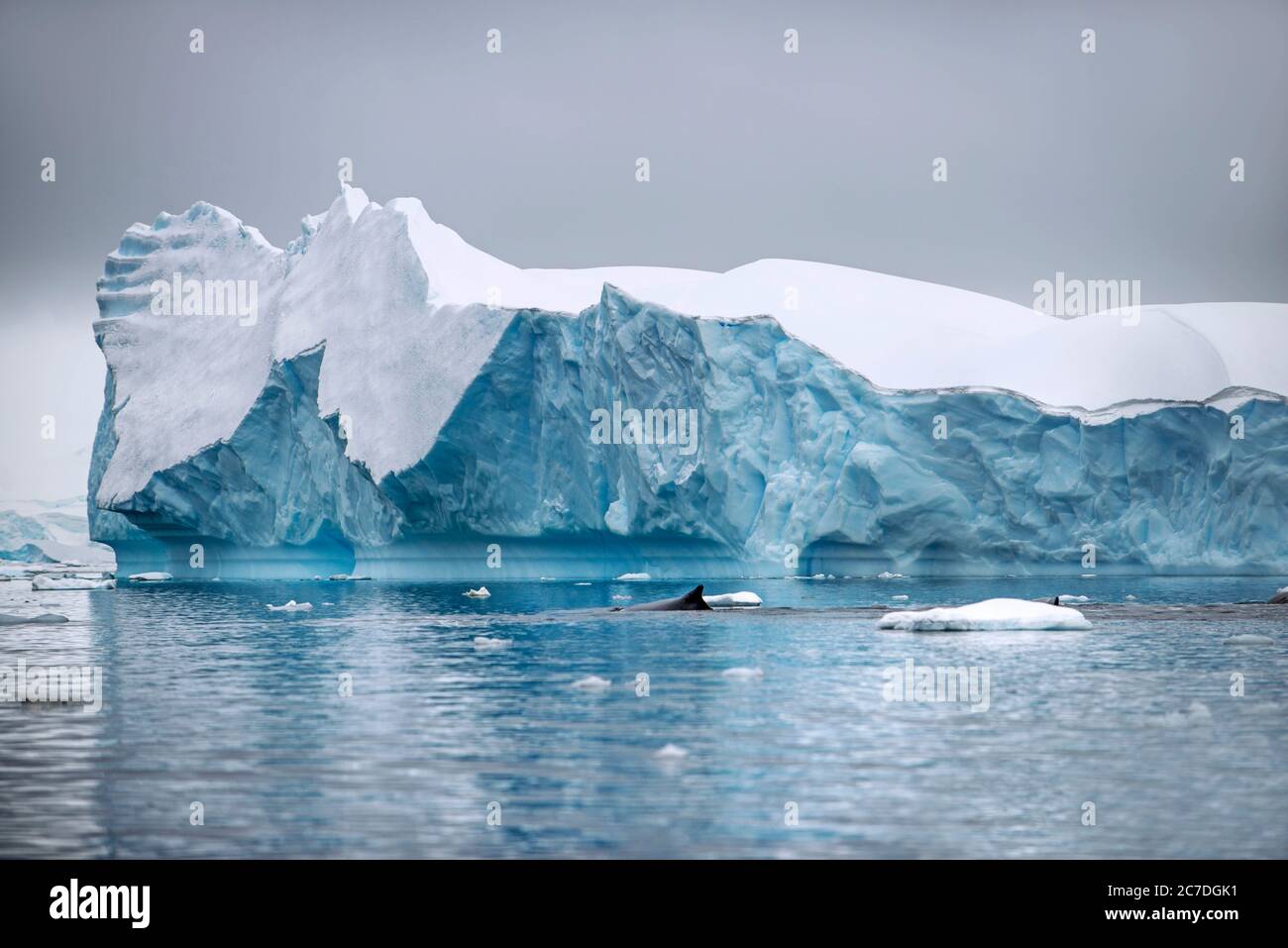 Baleine à bosse adulte (Megaptera novaeangliae), plongée à la chasse dans la baie de Wilhelmina, Antarctique, régions polaires Banque D'Images