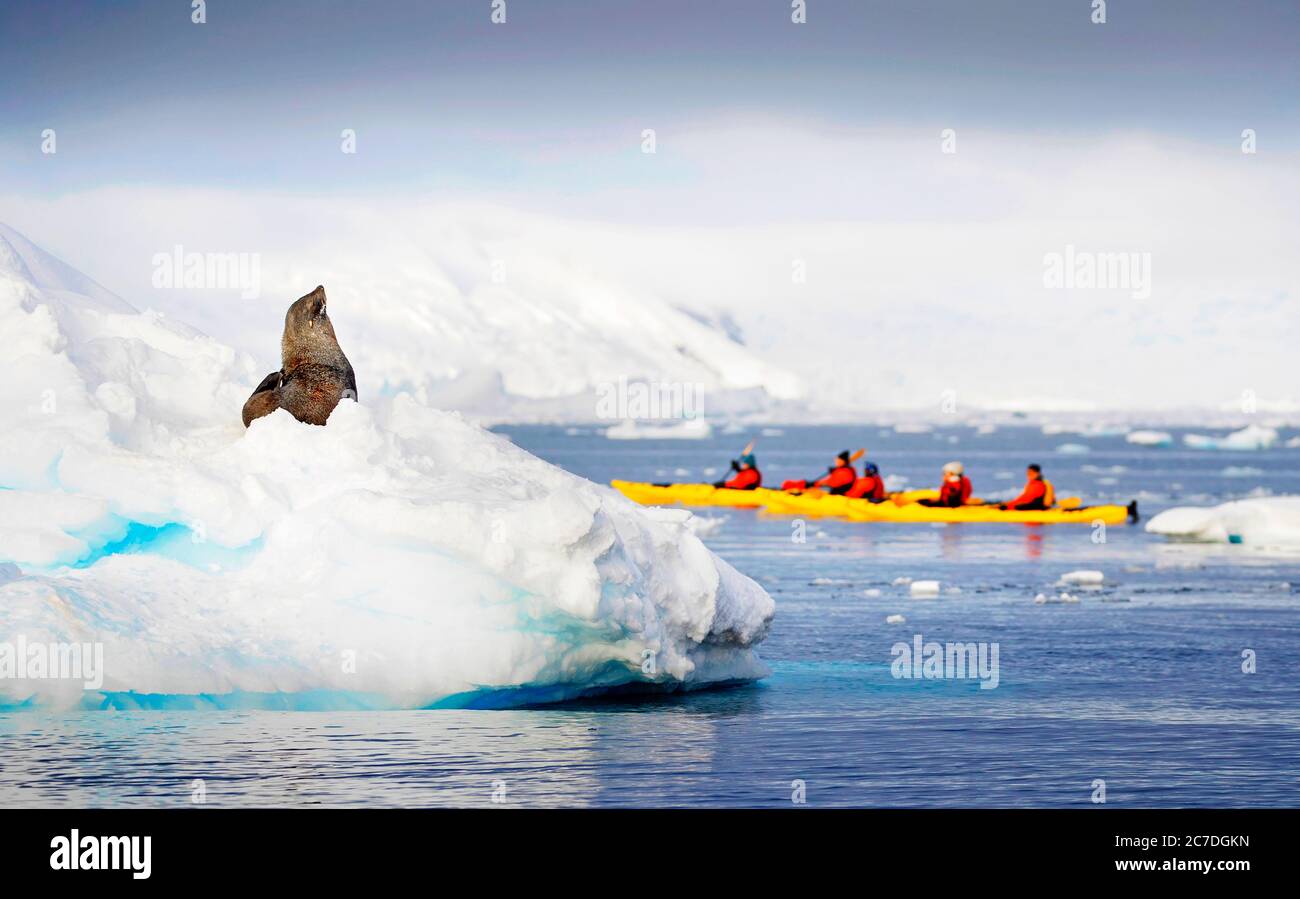 Kayakking et un phoque à fourrure de l'Antarctique, Arctocephalus gazella dans la baie de Wilhelmina paysage au tournesol en Antarctique, régions polaires septième continent. Banque D'Images