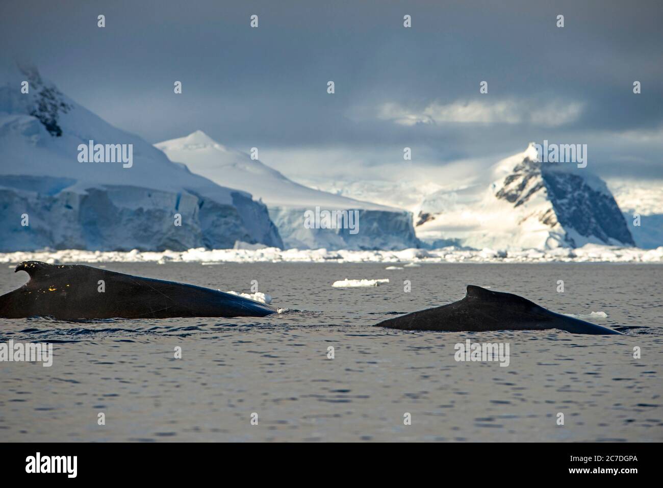 Baleine à bosse adulte (Megaptera novaeangliae), plongée à la chasse dans la baie de Wilhelmina, Antarctique, régions polaires Banque D'Images