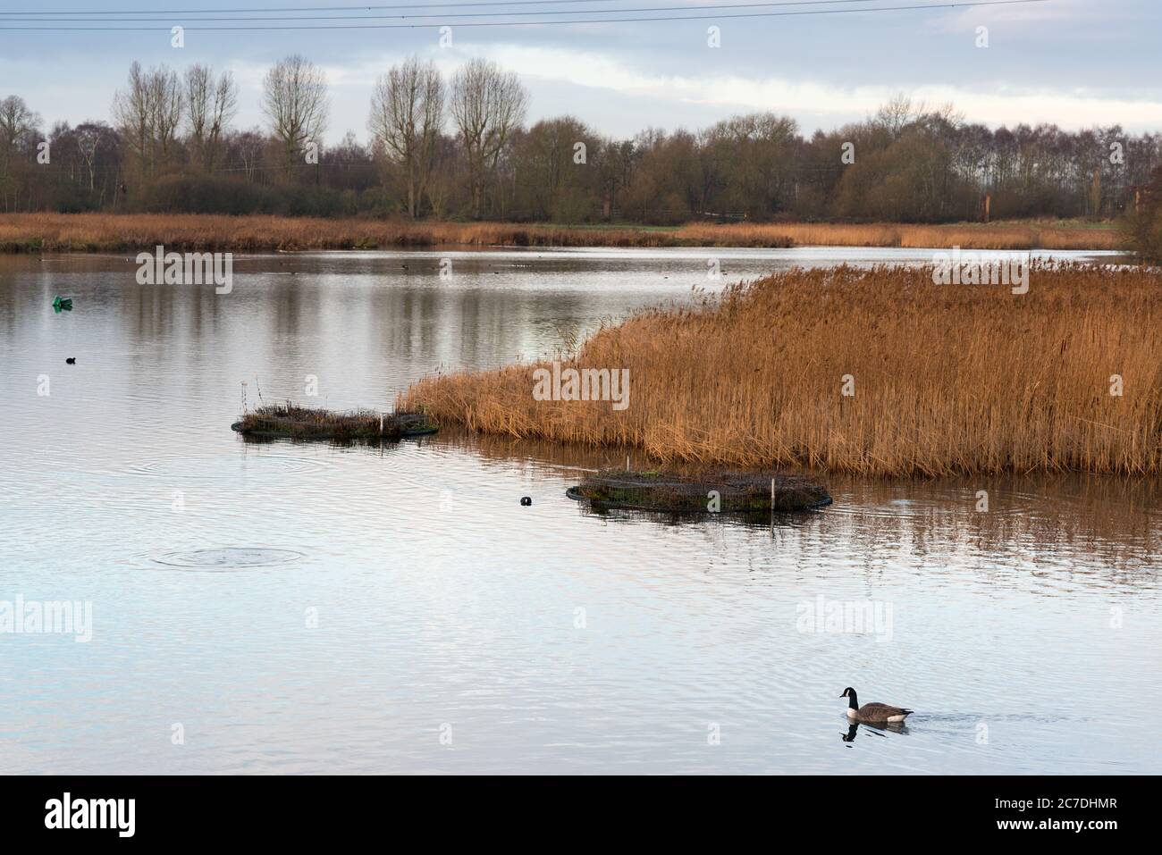 Lac Hooksmarsh dans le parc régional de Lee Valley, à la frontière entre l'Essex et le Hertfordshire, en Angleterre, au Royaume-Uni Banque D'Images