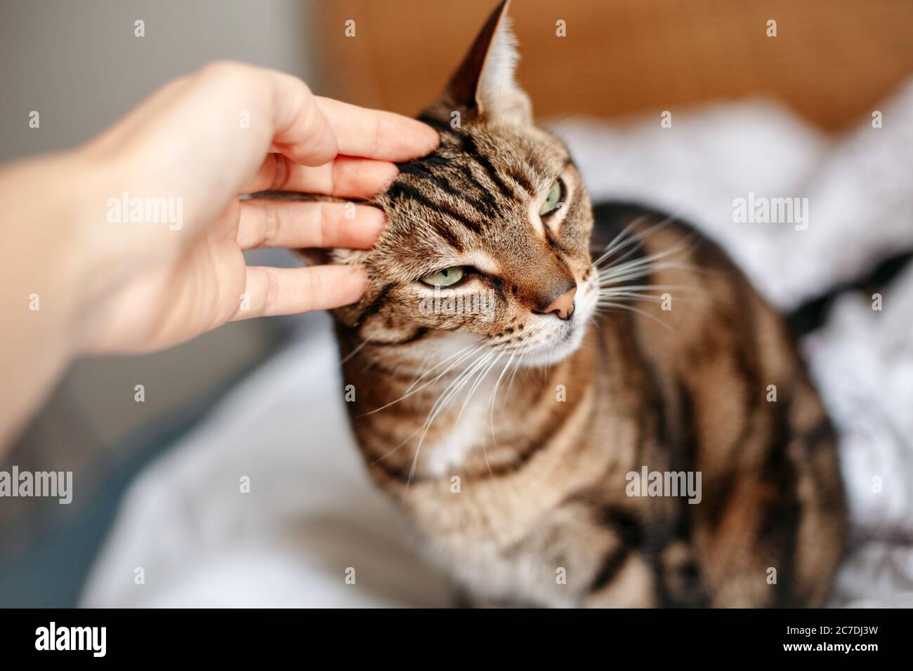 Homme femme paetting stroking tabby chat à la main. Relation entre le  propriétaire et l'animal domestique félin. Adorable fury chaton ami  profitant de la caresse. Frie Photo Stock - Alamy