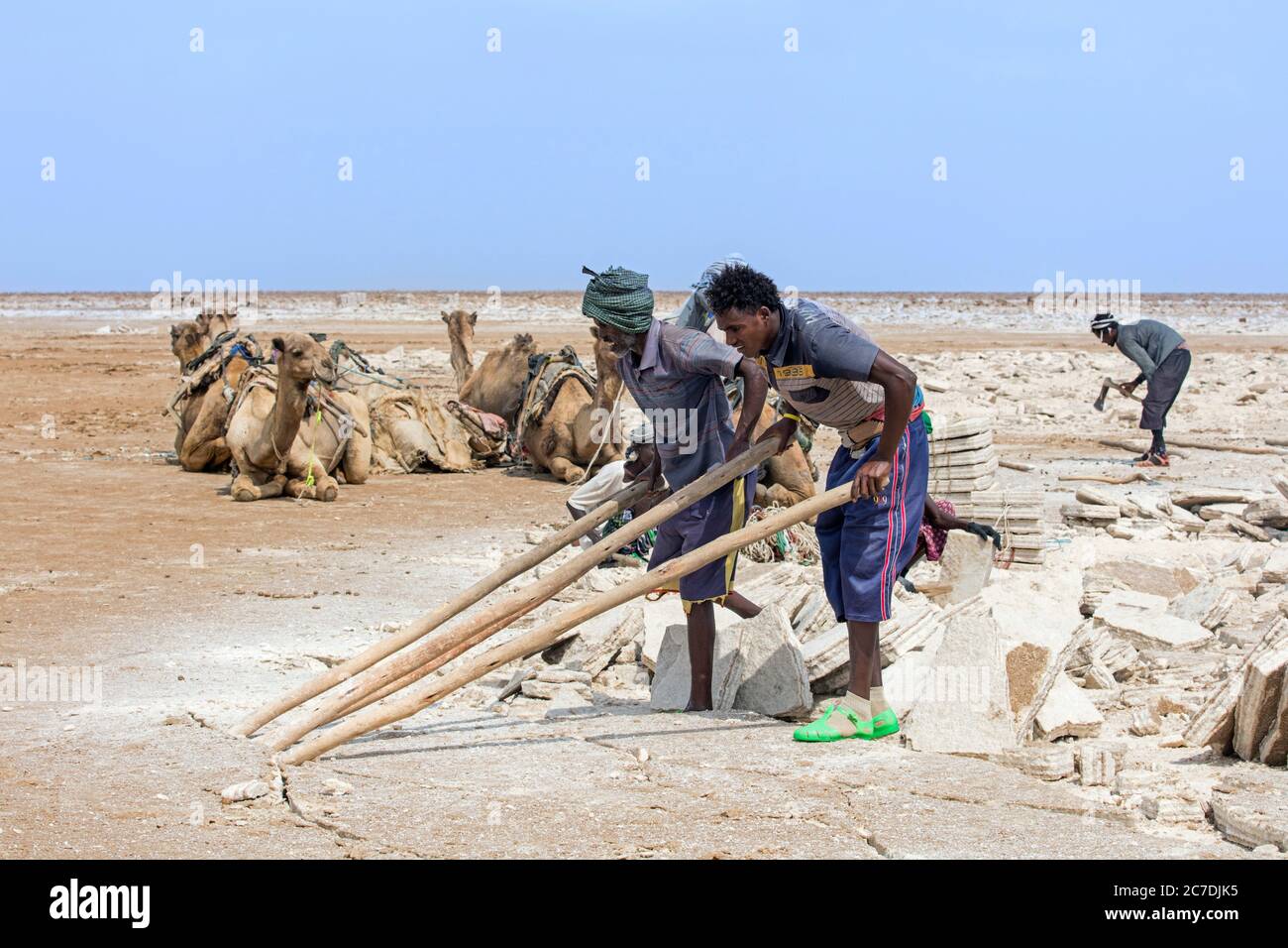 Des mineurs de sel afar cassant la croûte de sel en dalles à la mine de sel dans le plat de sel devant les chameaux, dépression de Danakil, Éthiopie, Afrique Banque D'Images