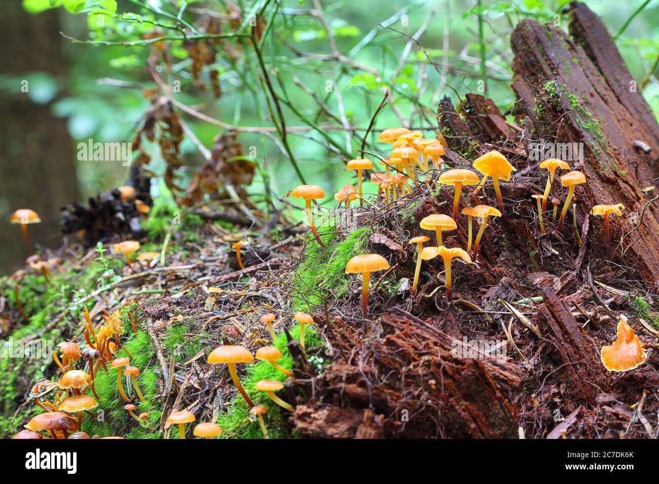 Champignons et mousse attachés à une souche d'arbre coupée. Colonie de champignons sur la vieille souche Banque D'Images