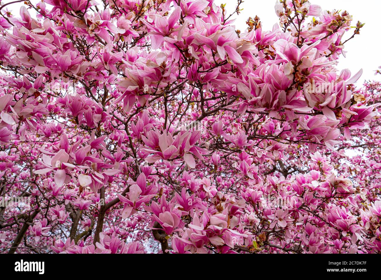 Cerisiers en fleurs, Central Park, New York Banque D'Images
