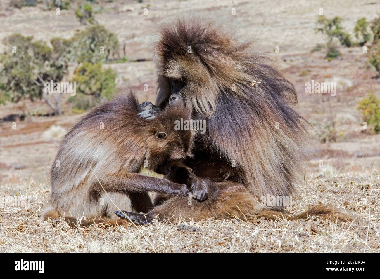 Gelada babouins / singes à cœur saignant (Theropithecus gelada) hommes toilettant des femmes pour les tiques dans les montagnes de Semien, les Highlands éthiopiens, Éthiopie Banque D'Images