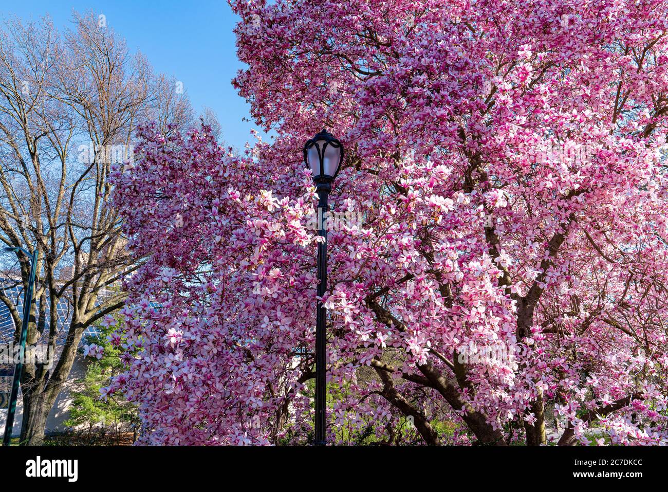 Cerisiers en fleurs, Central Park, New York Banque D'Images