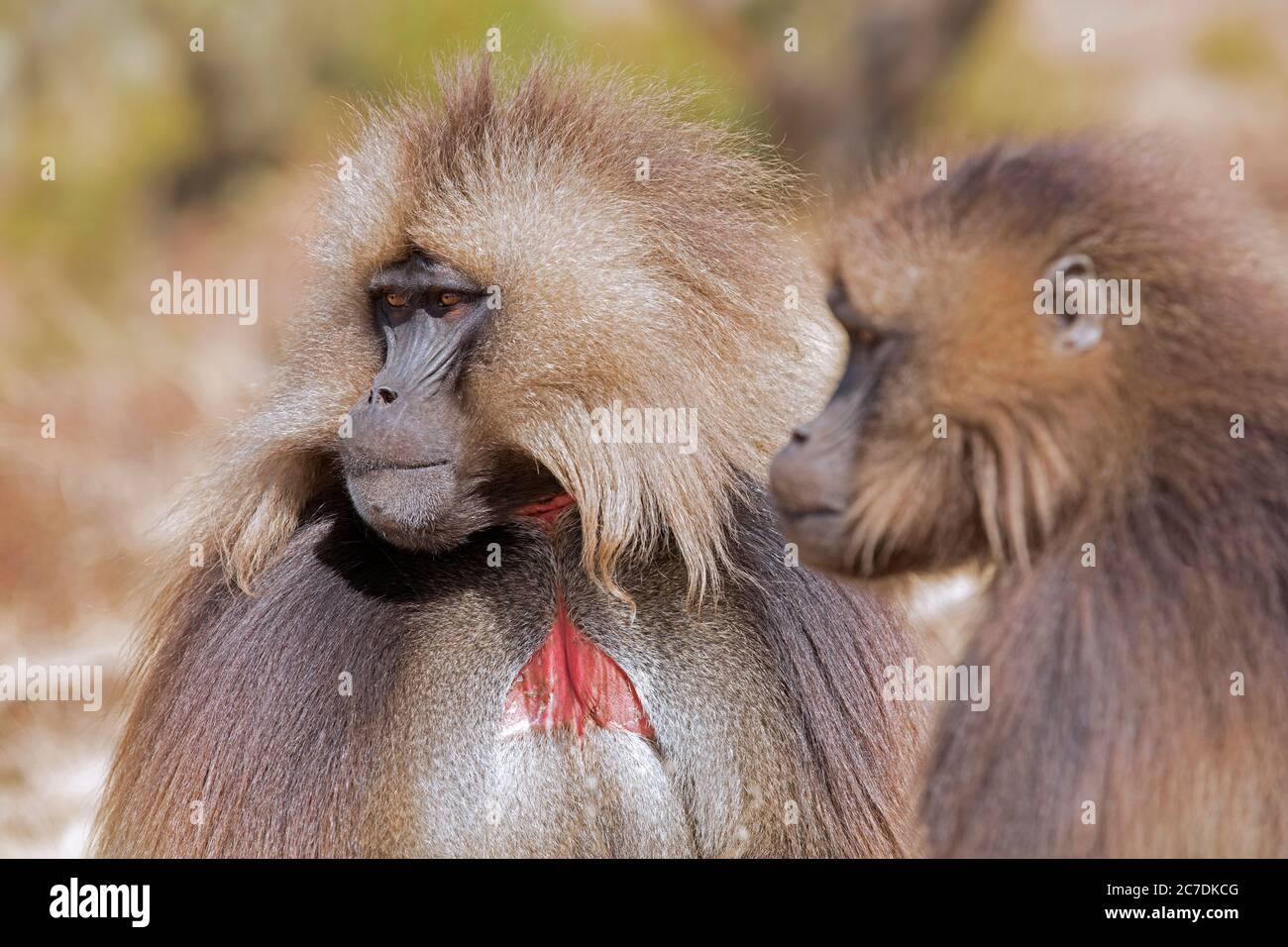 Gelada babouin / singe à cœur saignant (Theropithecus gelada) mâle montrant une zone de peau rouge, montagnes de Sémen, hautes terres éthiopiennes, Éthiopie, Afrique Banque D'Images