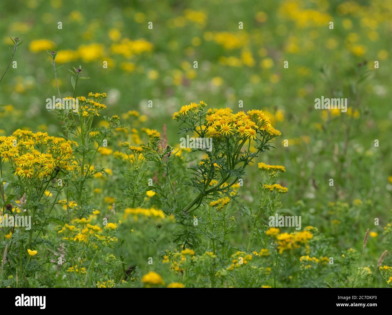 Un champ de ragwort dans le Yorkshire, Angleterre. Banque D'Images