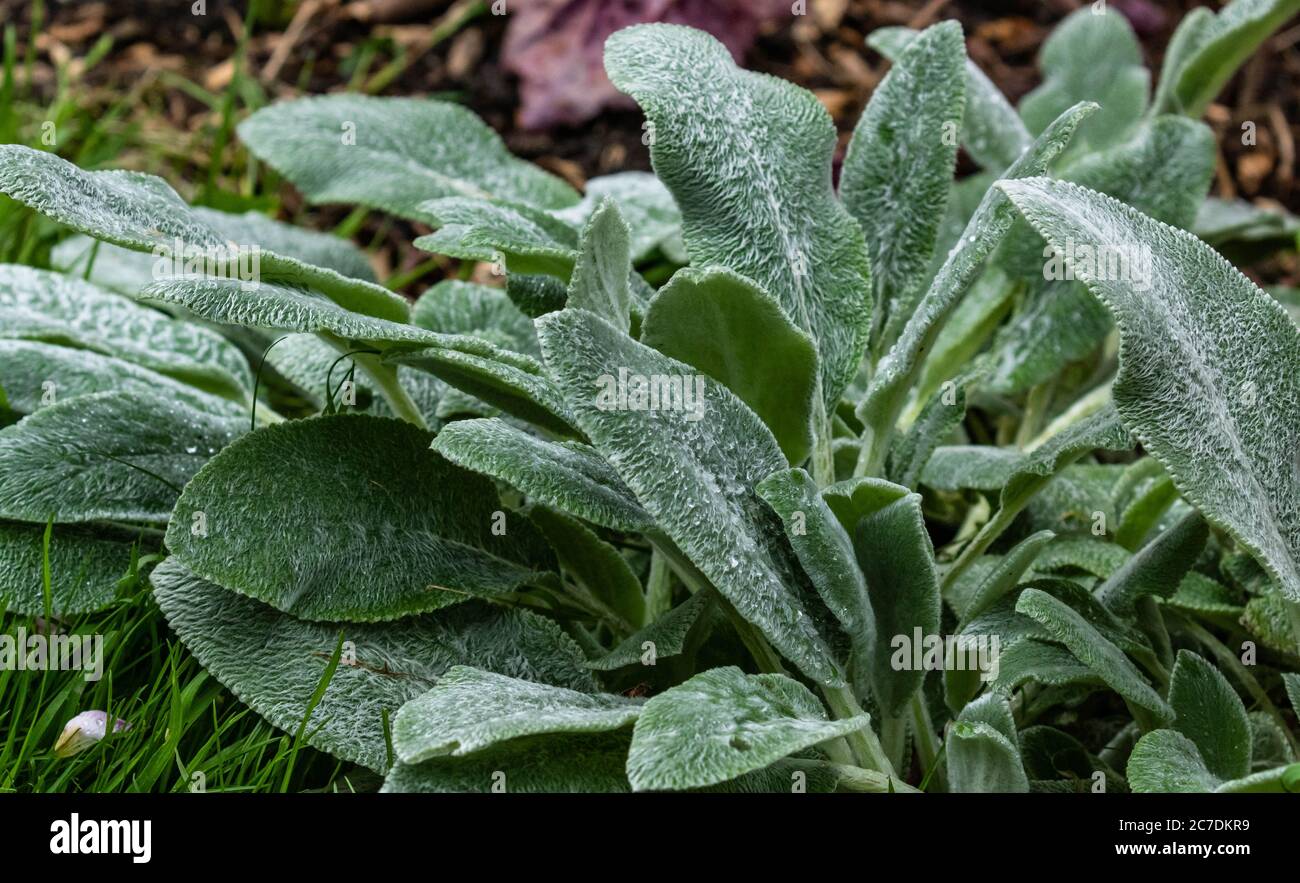 Une plante d'oreille de Lambs (Stachys byzantina). Banque D'Images