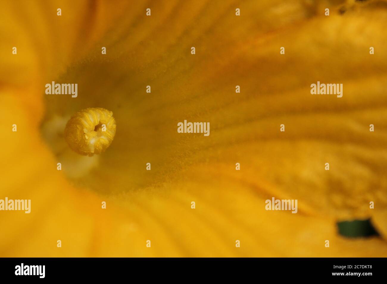 Une fleur de citrouille commune trouvée dans le jardin de l'arrière-cour. Banque D'Images