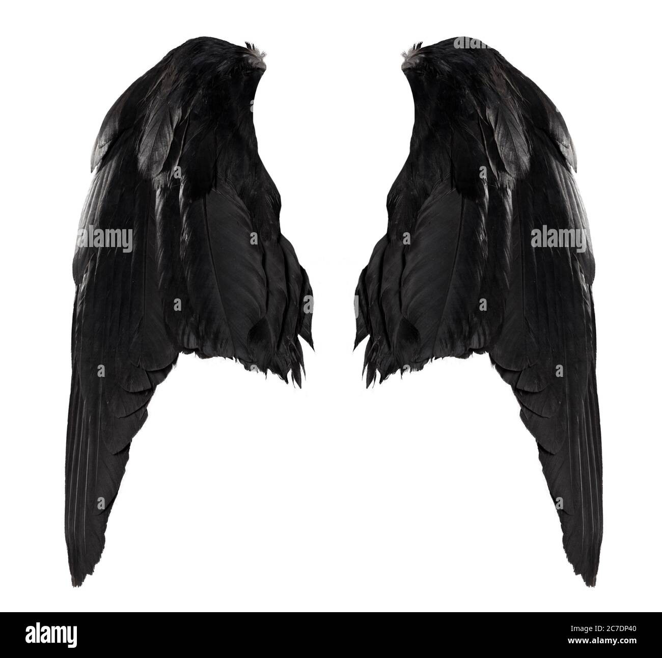 deux grandes ailes de corbeau noir avec de grandes plumes isolées sur fond blanc, se rapprochez Banque D'Images