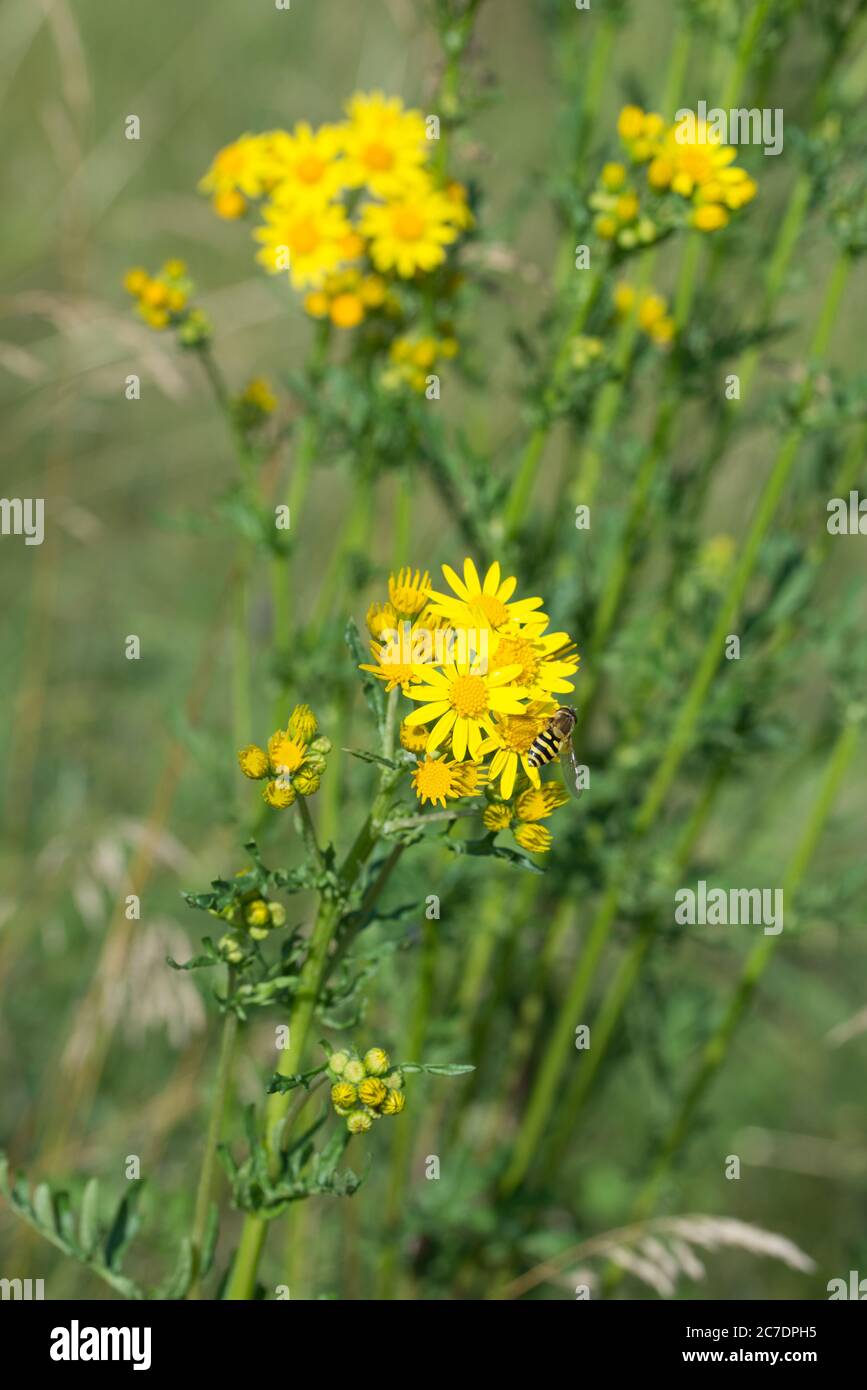 Jacobaea vulgaris, Senecio jacobaea, fleurs jaunes d'argwort dans le pré de gros plan foyer sélectif Banque D'Images