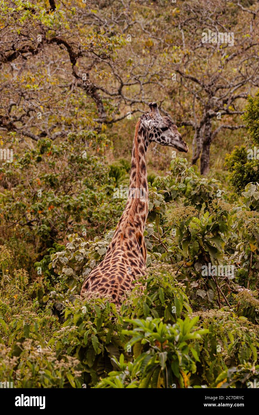 Rothschild Girafe (Giraffa camelopardalis rothschildi) Banque D'Images