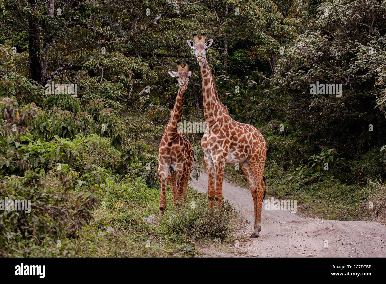 Rothschild Girafe (Giraffa camelopardalis rothschildi) Banque D'Images