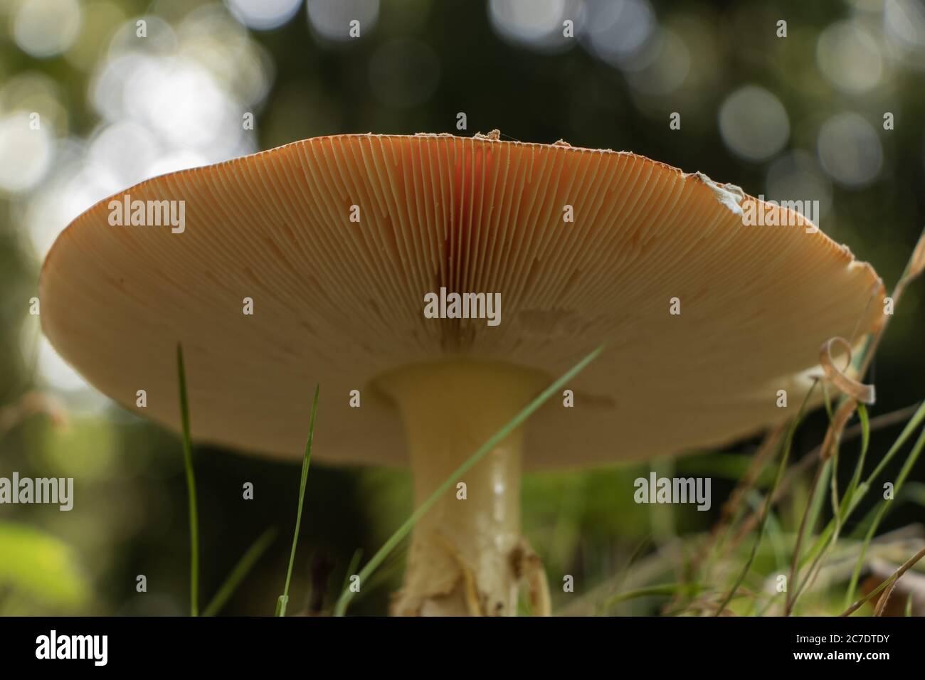 Gros plan à angle bas d'un champignon russula Integra la forêt avec un arrière-plan flou Banque D'Images