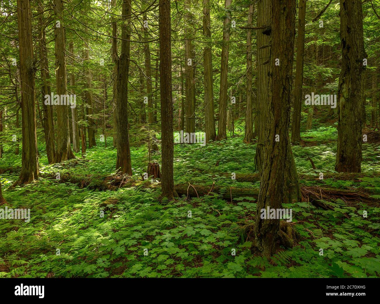 Forêt ancienne de pruches et de cèdres sur la promenade de Hemlock Grove, dans le parc national Glacier, en Colombie-Britannique, Canada Banque D'Images