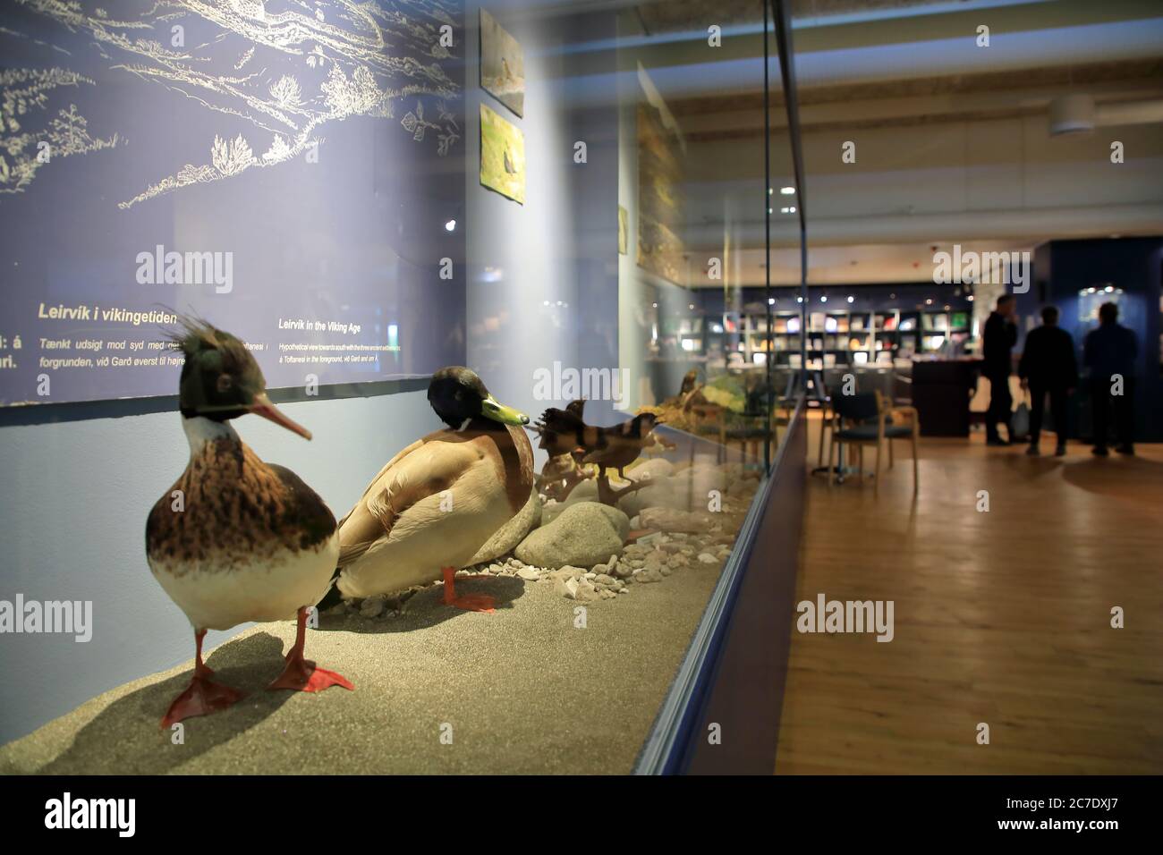 Exposition d'espèces d'oiseaux locales au Musée national des îles Féroé.Torshavn.Streymoy.territoire du Danemark Banque D'Images