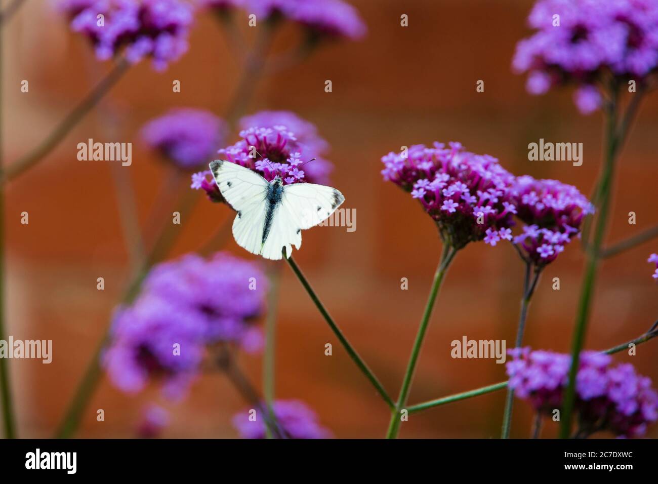 Petit papillon blanc, Pieris rapae, se nourrissant de fleur mauvielle de la Valeriane. Banque D'Images