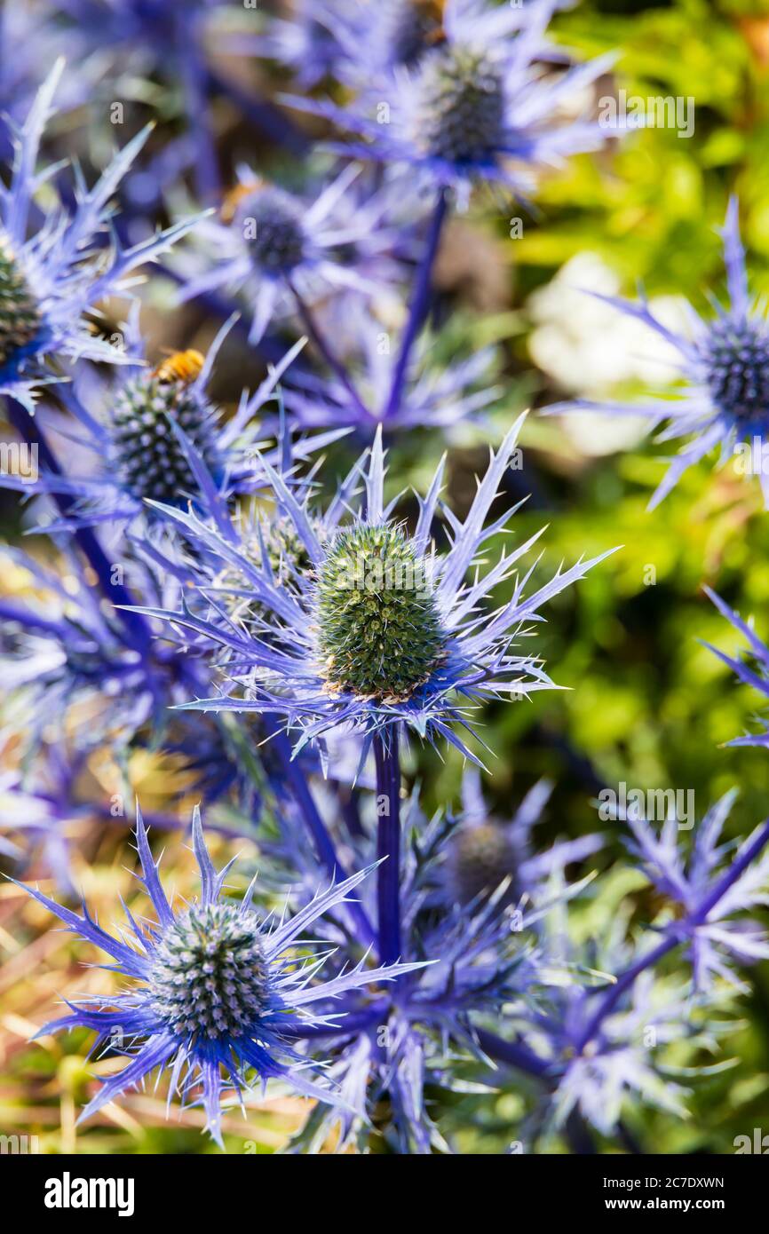 Plante de chardon de plantes de Planum d'Eryngium violet. Holly Flat Sea. Banque D'Images