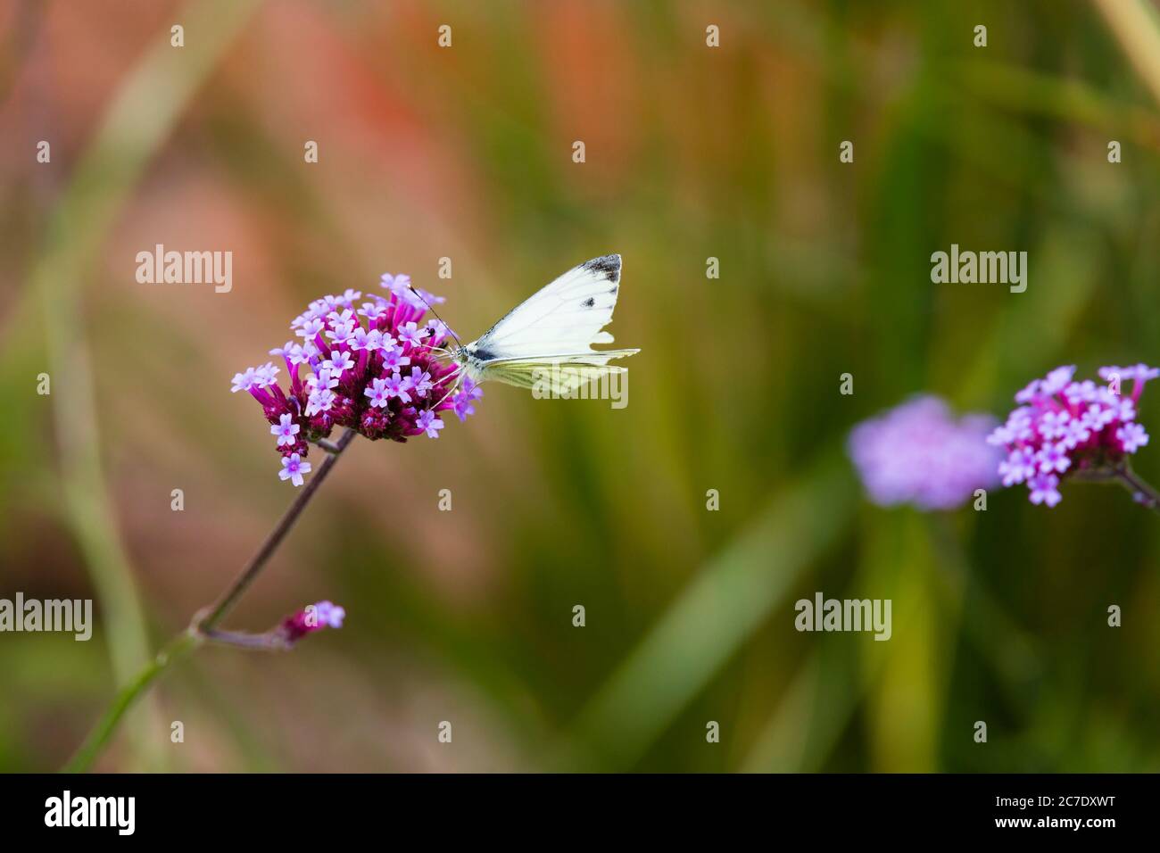 Petit papillon blanc, Pieris rapae, se nourrissant de fleur mauvielle de la Valeriane. Banque D'Images