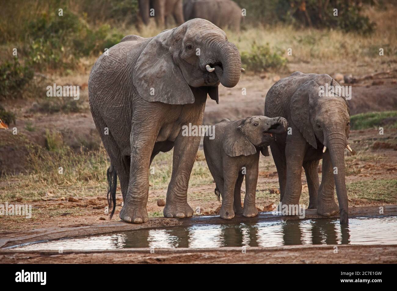 Éléphants buvant dans un trou d'eau 10659 Banque D'Images