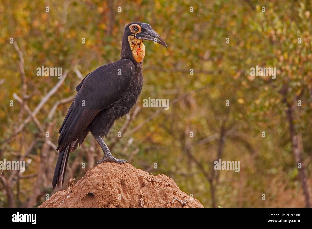 Immature Southern Ground Hornbill Bucorvus leadbeateri 10677 Banque D'Images