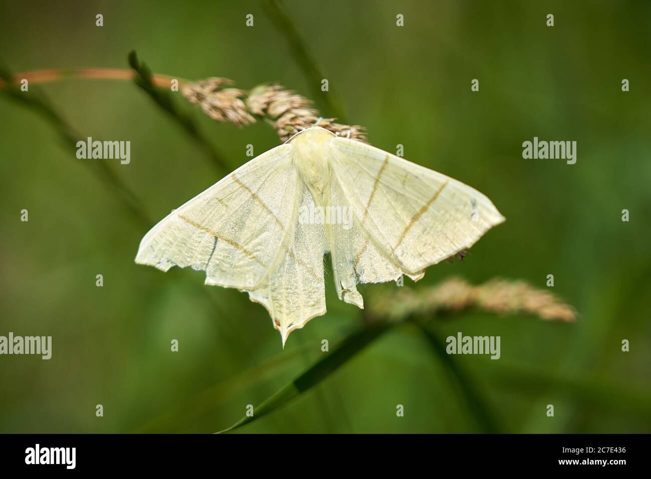Ourapteryx sambucaria, grande papillon à queue cylindrique, repose sur la tête de semence d'herbe sous le soleil d'été en juillet Banque D'Images