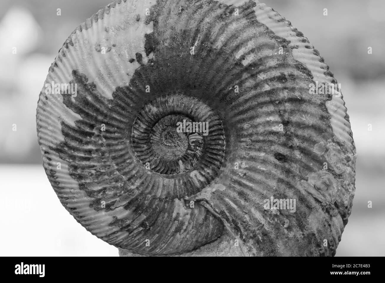 Photo noir et blanc d'un fossile ammonite Banque D'Images