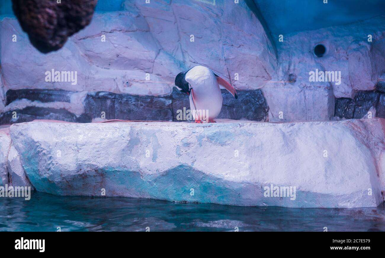 Penguin Cleaning lui-même à l'Aquarium de Bangkok, Thaïlande Banque D'Images
