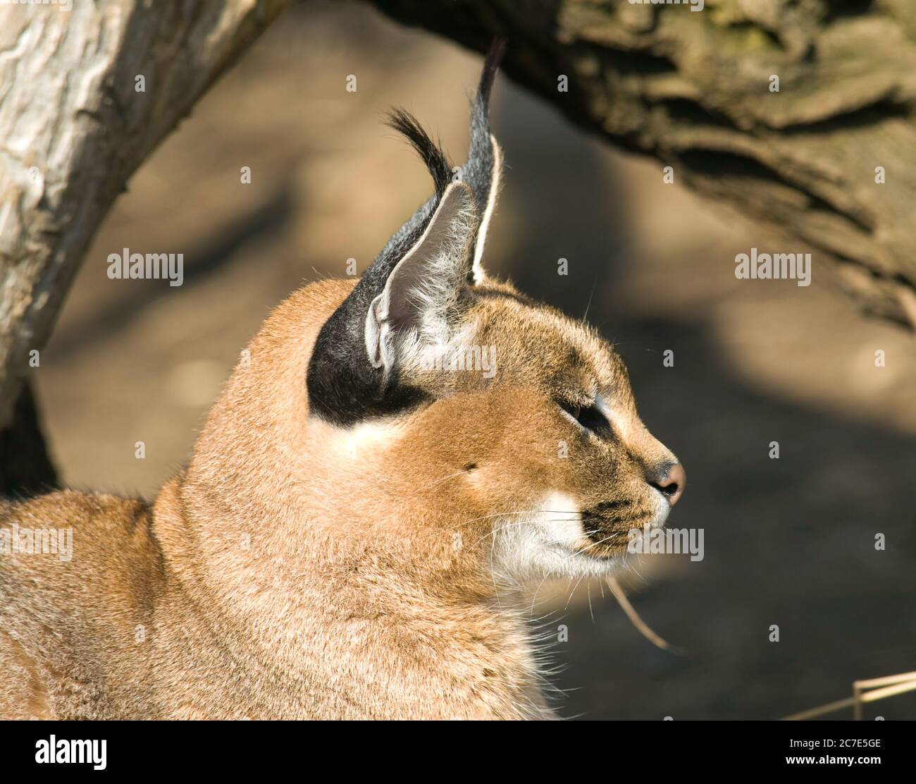 Portrait du deser lynx - Caracal caracal Banque D'Images