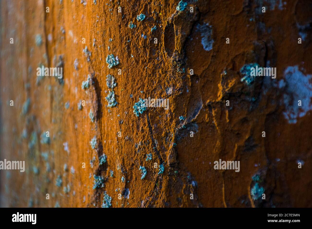 Gros plan d'un mur brun avec des taches de bleu la moisissure s'y développe Banque D'Images