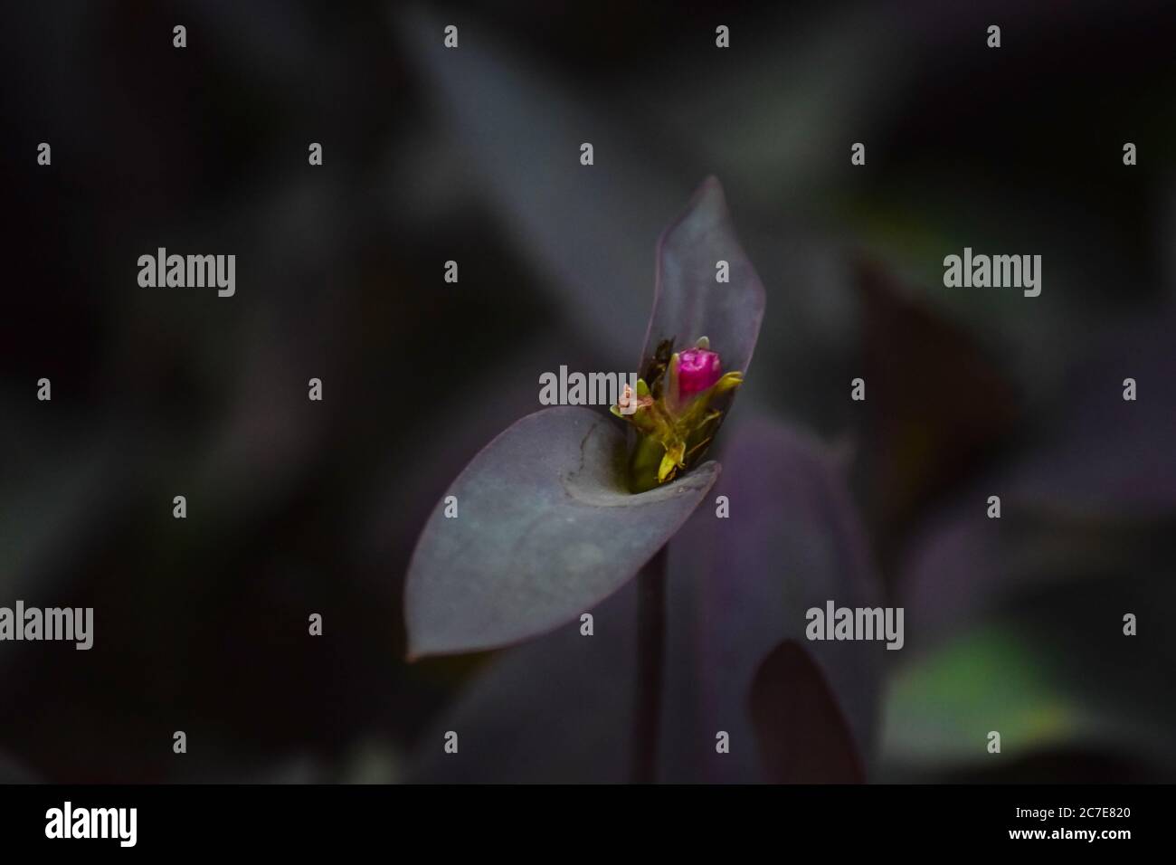 plante de nénuphars ou de cobra, fleur dans l'obscurité Banque D'Images