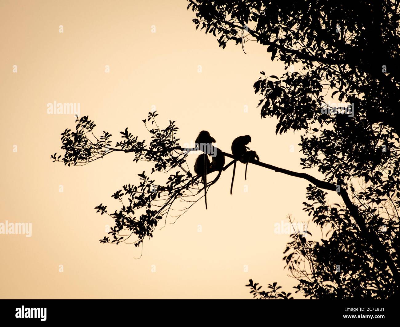 Macaques à queue longue silhouetées assis sur une branche au coucher du soleil Banque D'Images