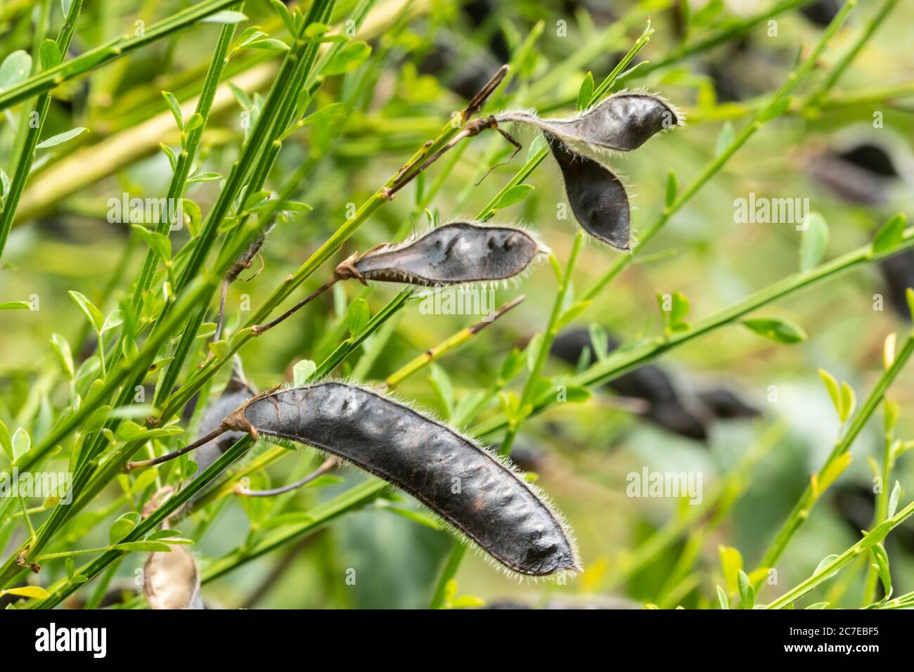 Gousses de graines à balai commun (Cytisus scovarius) en juillet, Royaume-Uni Banque D'Images