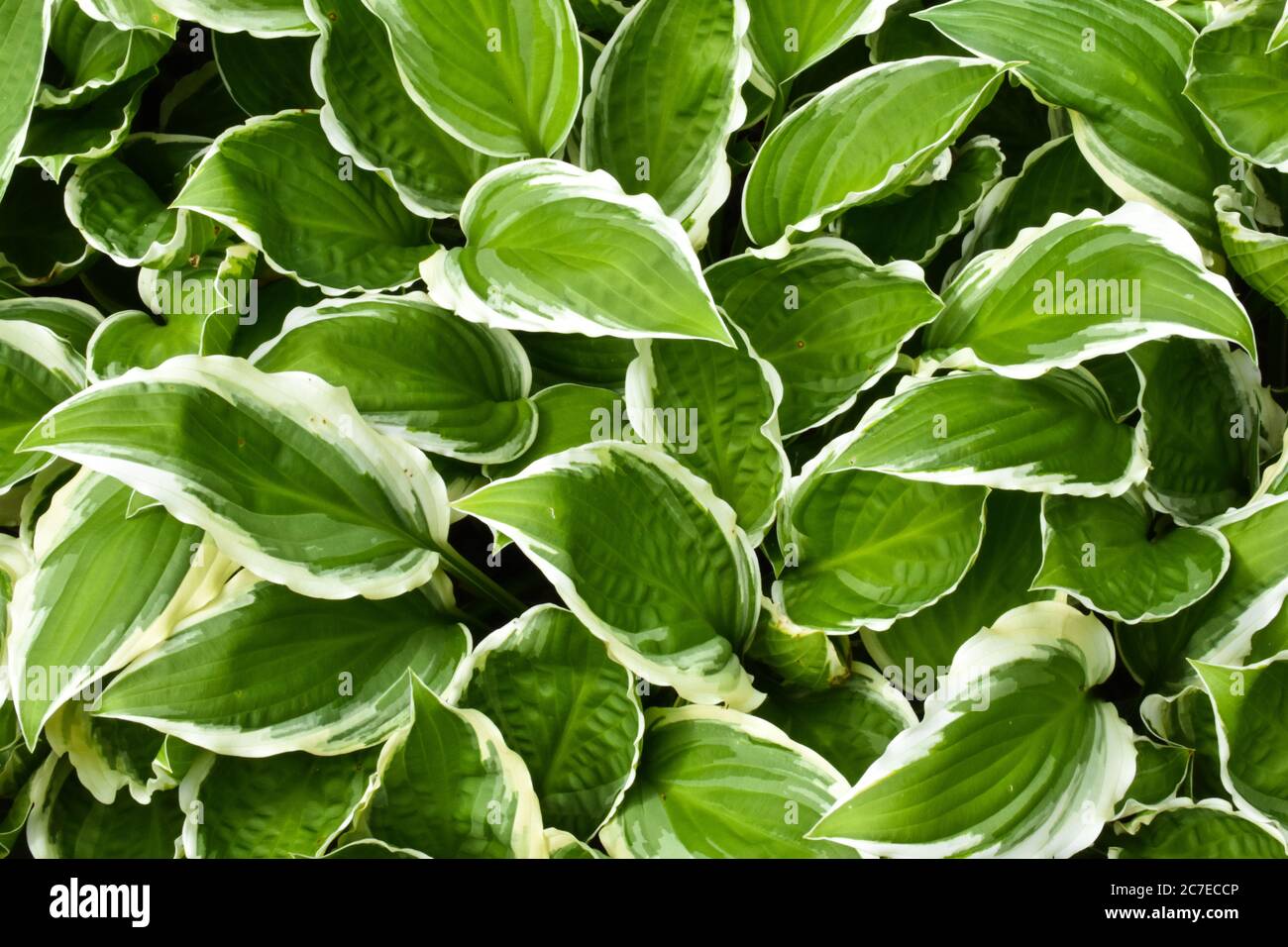 Croissance des feuilles de Hosta vertes et blanches. Photo de remplissage des feuilles pour utilisation en arrière-plan. Banque D'Images