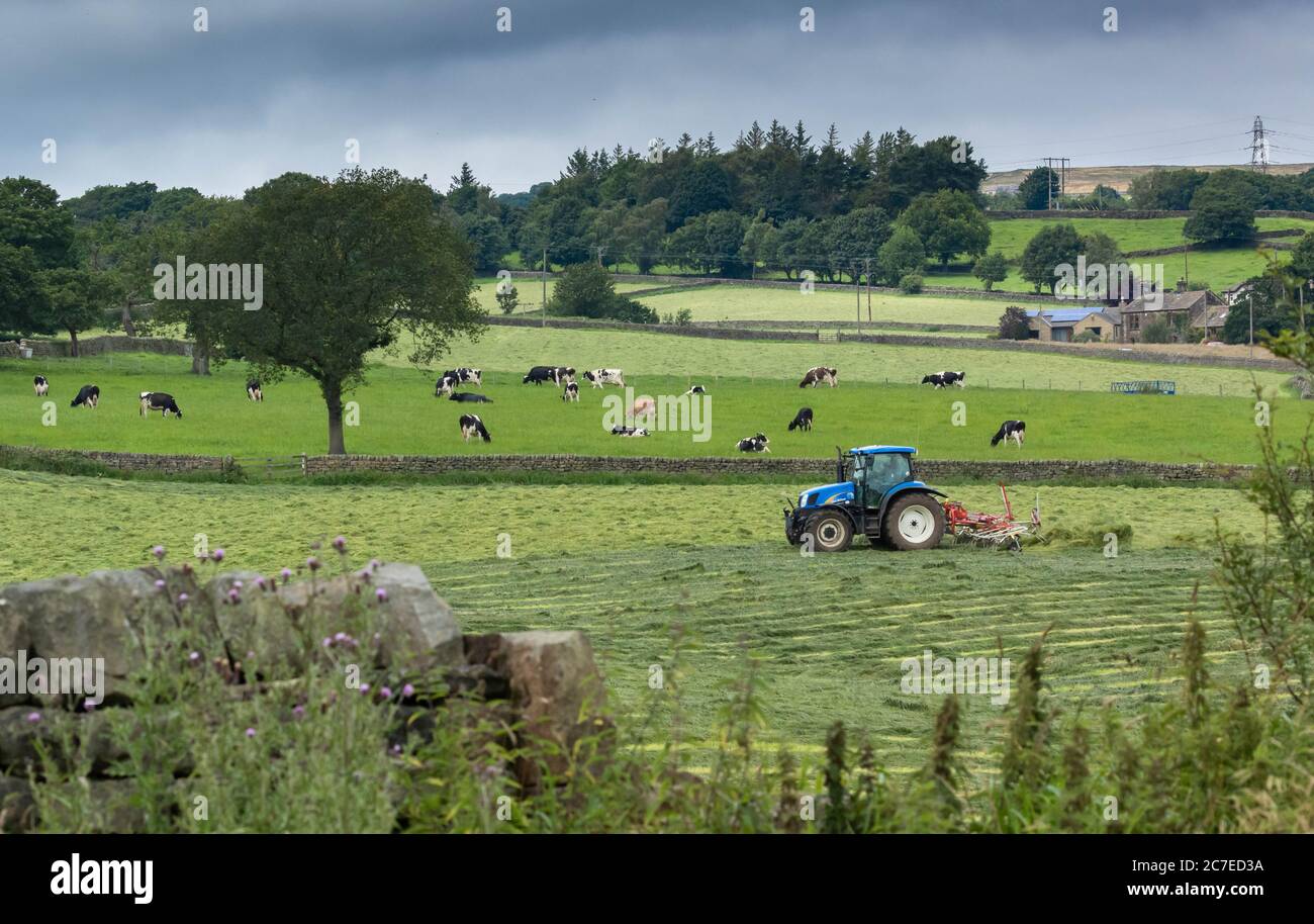 Une ferme à Baildon, dans le Yorkshire. Au premier plan, un tracteur tire une remorque fanée pour épandre l'herbe. Les vaches bissent en arrière-plan. Banque D'Images