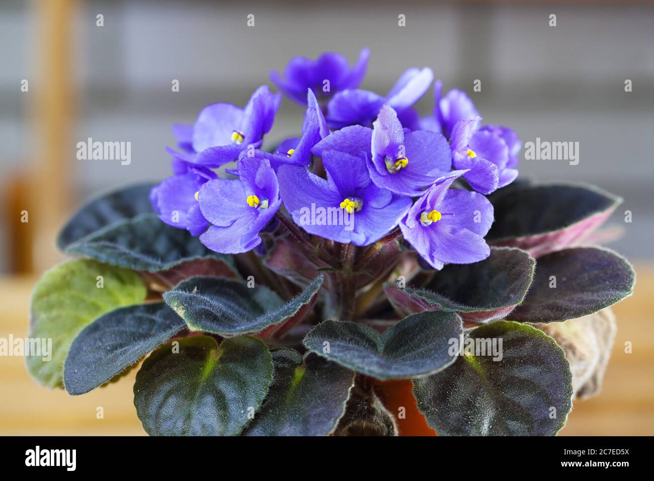Saintpaulias violettes fleurs communément connues sous le nom de violettes africaines les violettes de Parme ferment sur un fond de bokeh coloré isolé. Banque D'Images