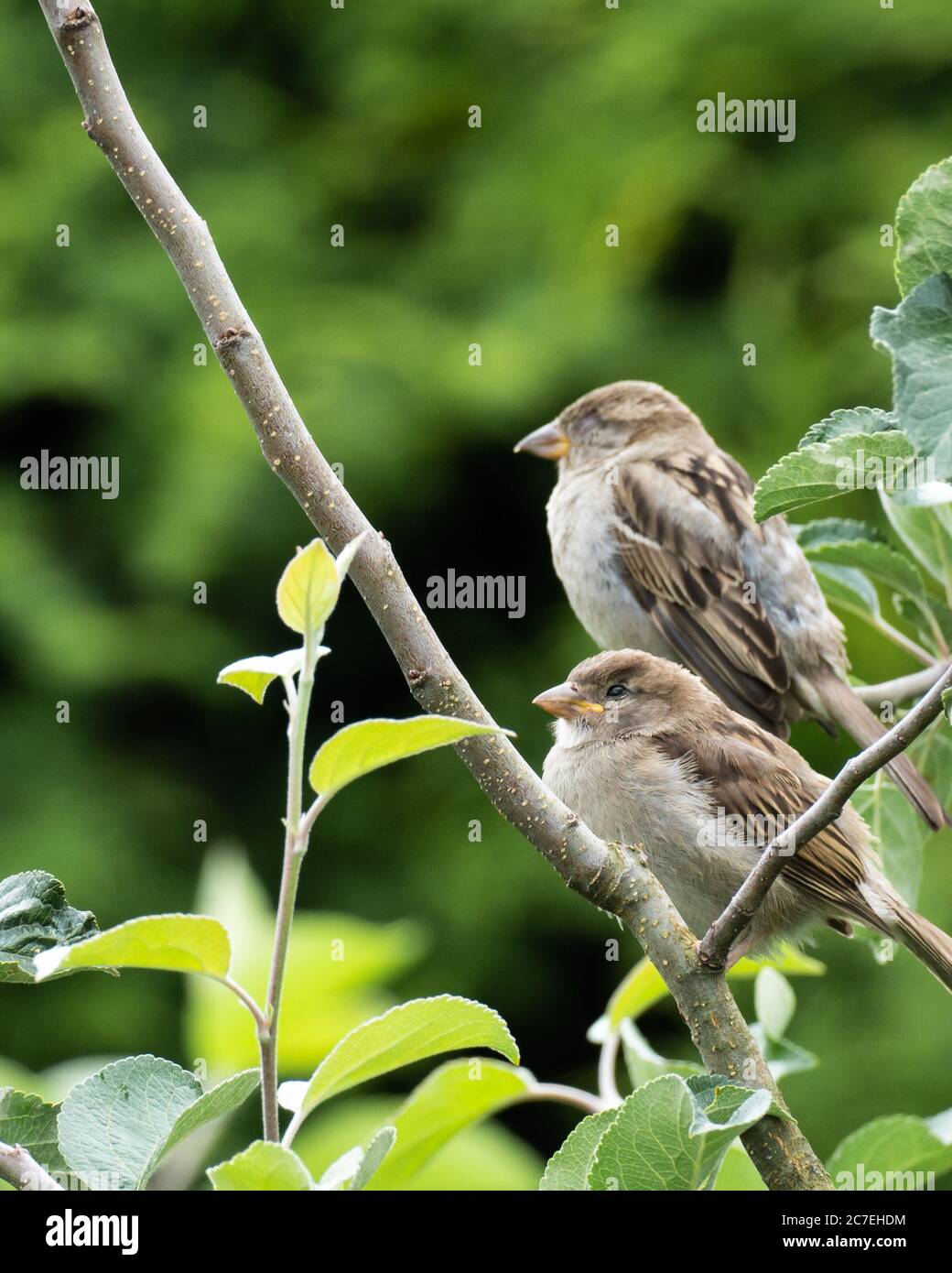 Deux moineaux assis sur une branche d'un arbre Banque D'Images