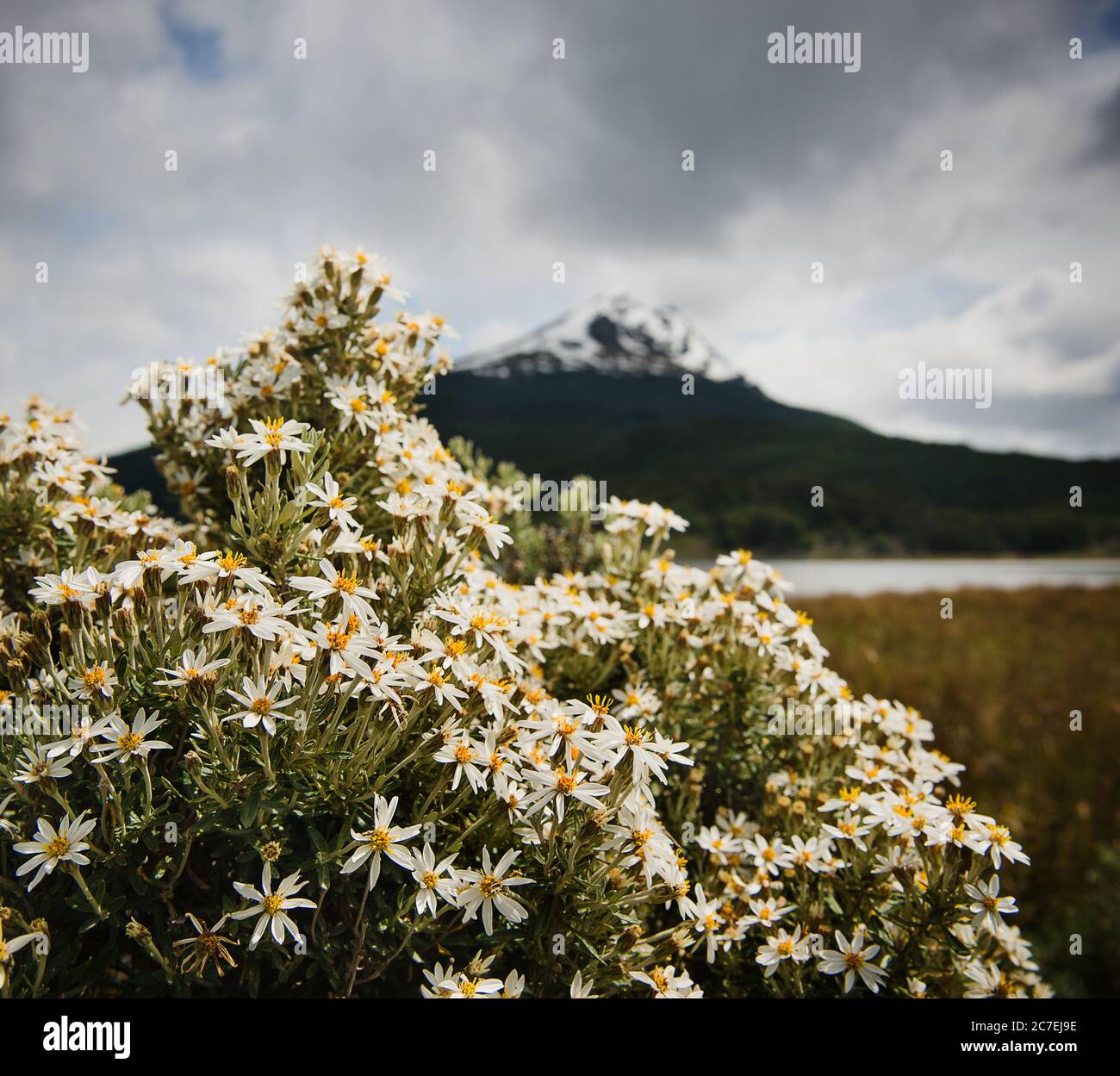 Fleurs dans le parc national de Tierra del Fuego, Ushuaia, Argentine, Patagonie, Amérique du Sud Banque D'Images